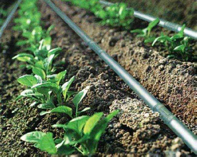 drip irrigation