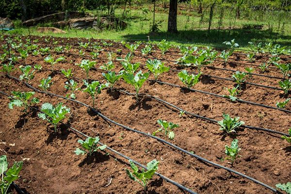 drip irrigation