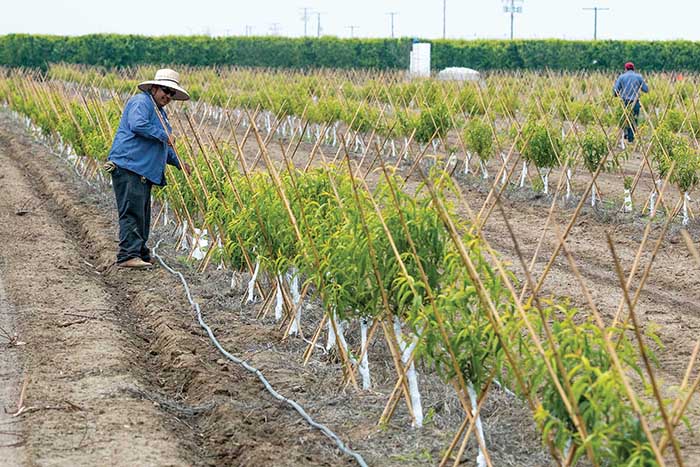 orchard drip irrigation