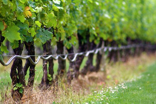 vineyard drip irrigation