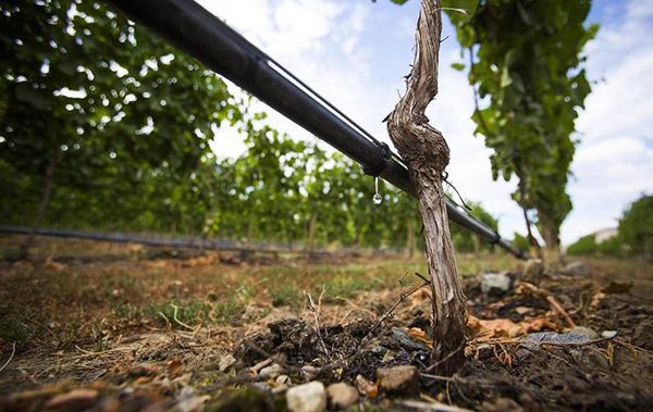 vineyard uses drip irrigation