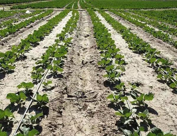 Difference between drip irrigation and micro sprinkler irrigation