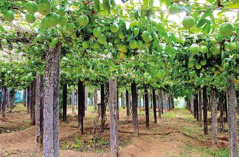 fruit tree drip irrigation