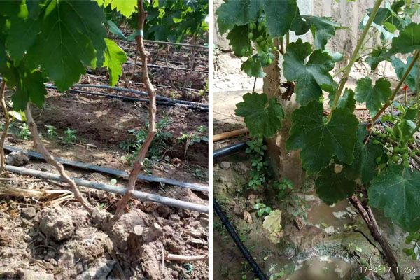 drip irrigation system for fruit trees