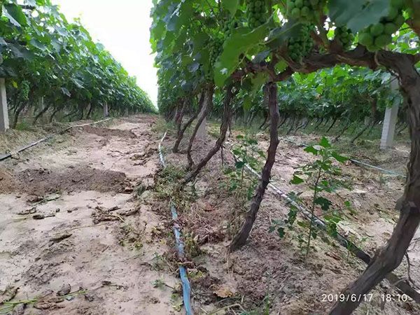 drip irrigation system for fruit trees